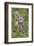 Scottish Wildcats (Felis Sylvestris), Captive, UK, June-Ann & Steve Toon-Framed Photographic Print