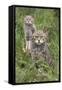 Scottish Wildcats (Felis Sylvestris), Captive, UK, June-Ann & Steve Toon-Framed Stretched Canvas