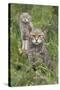 Scottish Wildcats (Felis Sylvestris), Captive, UK, June-Ann & Steve Toon-Stretched Canvas