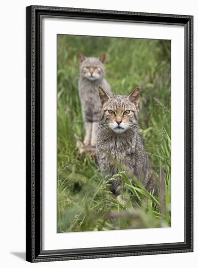 Scottish Wildcats (Felis Sylvestris), Captive, UK, June-Ann & Steve Toon-Framed Photographic Print