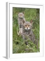 Scottish Wildcats (Felis Sylvestris), Captive, UK, June-Ann & Steve Toon-Framed Photographic Print