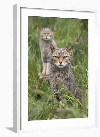 Scottish Wildcats (Felis Sylvestris), Captive, UK, June-Ann & Steve Toon-Framed Photographic Print