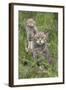 Scottish Wildcats (Felis Sylvestris), Captive, UK, June-Ann & Steve Toon-Framed Photographic Print