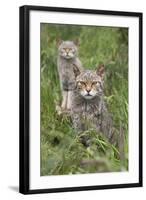 Scottish Wildcats (Felis Sylvestris), Captive, UK, June-Ann & Steve Toon-Framed Photographic Print