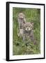 Scottish Wildcats (Felis Sylvestris), Captive, UK, June-Ann & Steve Toon-Framed Photographic Print