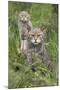 Scottish Wildcats (Felis Sylvestris), Captive, UK, June-Ann & Steve Toon-Mounted Photographic Print