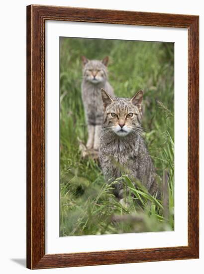 Scottish Wildcats (Felis Sylvestris), Captive, UK, June-Ann & Steve Toon-Framed Photographic Print