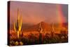 Scottsdale, Arizona - Cactus and Rainbow-Lantern Press-Stretched Canvas