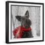 Scotty Dog Red Scarf-Clare Davis London-Framed Giclee Print