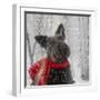 Scotty Dog Red Scarf-Clare Davis London-Framed Giclee Print