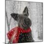 Scotty Dog Red Scarf-Clare Davis London-Mounted Giclee Print