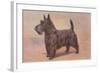 Scotty Dog-null-Framed Art Print