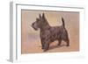 Scotty Dog-null-Framed Art Print