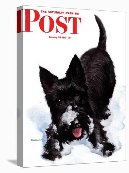 "Scotty in Snow," Saturday Evening Post Cover, January 30, 1943-W.W. Calvert-Stretched Canvas