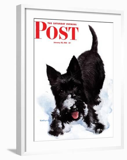 "Scotty in Snow," Saturday Evening Post Cover, January 30, 1943-W.W. Calvert-Framed Giclee Print