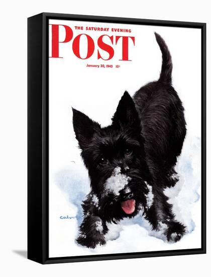 "Scotty in Snow," Saturday Evening Post Cover, January 30, 1943-W.W. Calvert-Framed Stretched Canvas