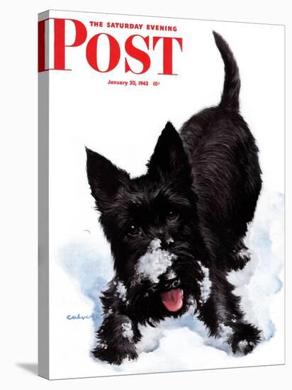 "Scotty in Snow," Saturday Evening Post Cover, January 30, 1943-W.W. Calvert-Stretched Canvas
