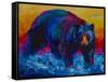 Scouting Fish Black Bear-Marion Rose-Framed Stretched Canvas