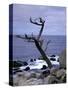 Scraggly Cypress Tree on the Central California Coast-Carol Highsmith-Stretched Canvas