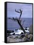 Scraggly Cypress Tree on the Central California Coast-Carol Highsmith-Framed Stretched Canvas