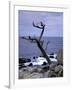 Scraggly Cypress Tree on the Central California Coast-Carol Highsmith-Framed Photo