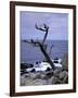 Scraggly Cypress Tree on the Central California Coast-Carol Highsmith-Framed Photo