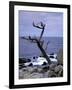 Scraggly Cypress Tree on the Central California Coast-Carol Highsmith-Framed Photo