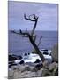 Scraggly Cypress Tree on the Central California Coast-Carol Highsmith-Mounted Photo