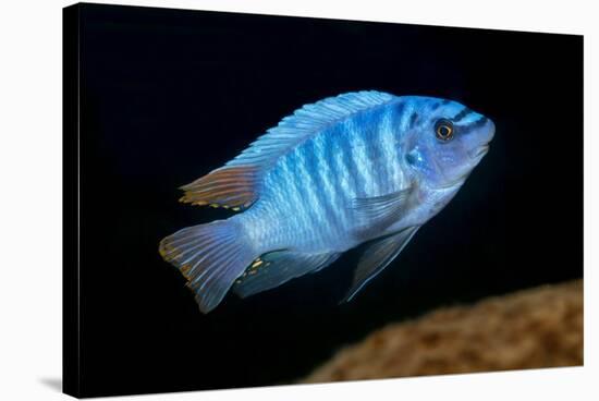 scrapemouth mbuna cichlid swimming, malawi-franco banfi-Stretched Canvas