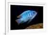 scrapemouth mbuna cichlid swimming, malawi-franco banfi-Framed Photographic Print