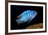 scrapemouth mbuna cichlid swimming, malawi-franco banfi-Framed Photographic Print