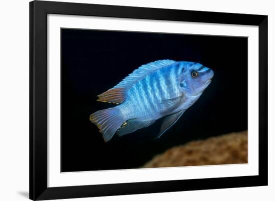 scrapemouth mbuna cichlid swimming, malawi-franco banfi-Framed Photographic Print