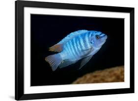 scrapemouth mbuna cichlid swimming, malawi-franco banfi-Framed Photographic Print