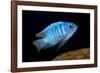 scrapemouth mbuna cichlid swimming, malawi-franco banfi-Framed Photographic Print
