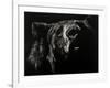 Scratchboard Critic-Julie Chapman-Framed Art Print