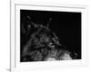 Scratchboard Wolf I-Julie Chapman-Framed Art Print