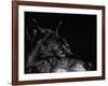 Scratchboard Wolf I-Julie Chapman-Framed Art Print