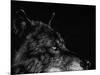 Scratchboard Wolf I-Julie Chapman-Mounted Art Print