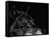 Scratchboard Wolf I-Julie Chapman-Framed Stretched Canvas