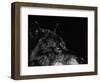 Scratchboard Wolf I-Julie Chapman-Framed Art Print