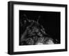 Scratchboard Wolf I-Julie Chapman-Framed Art Print