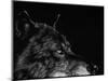 Scratchboard Wolf I-Julie Chapman-Mounted Art Print