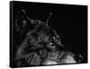 Scratchboard Wolf I-Julie Chapman-Framed Stretched Canvas