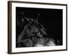 Scratchboard Wolf I-Julie Chapman-Framed Art Print