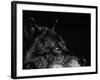 Scratchboard Wolf I-Julie Chapman-Framed Art Print