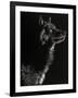 Scratchboard Wolf II-Julie Chapman-Framed Art Print