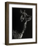 Scratchboard Wolf II-Julie Chapman-Framed Art Print