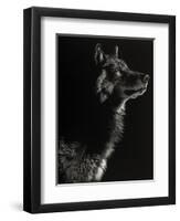 Scratchboard Wolf II-Julie Chapman-Framed Art Print