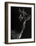 Scratchboard Wolf II-Julie Chapman-Framed Art Print