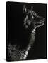 Scratchboard Wolf II-Julie Chapman-Stretched Canvas